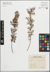 Foto von Salix repens subsp. rosmarinifolia (L.) Andersson